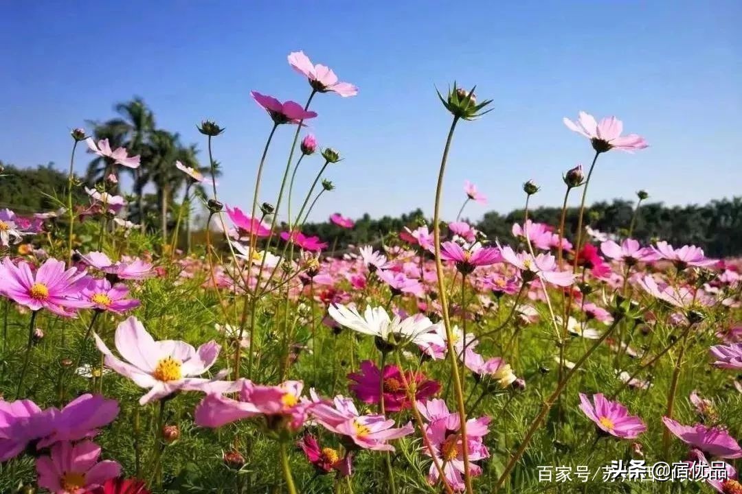 河源市连平县忠信镇大湖花海,太湖花海主题乐园