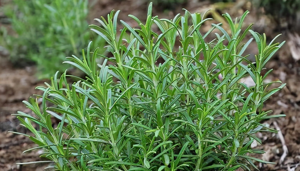 花卉绿植种植大全,温室常见的花卉