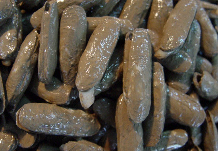 竹蛏子泡多久能把沙子吐干净,蛏子要用海水泡吗