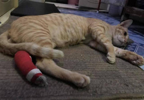 猫咪的脚受伤了该怎么治疗,猫咪脚肿了怎么快速消肿