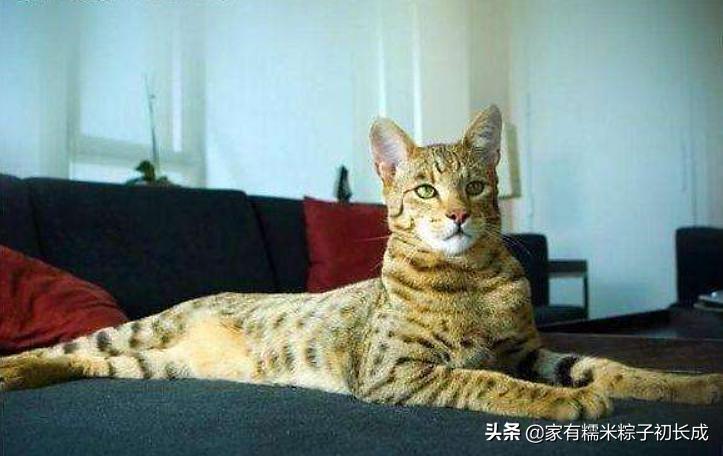 对猫咪过敏但是又想养猫怎么办,对猫过敏的人也可以养的猫