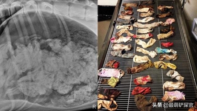 宠物医生x光片危害,医生用的x光