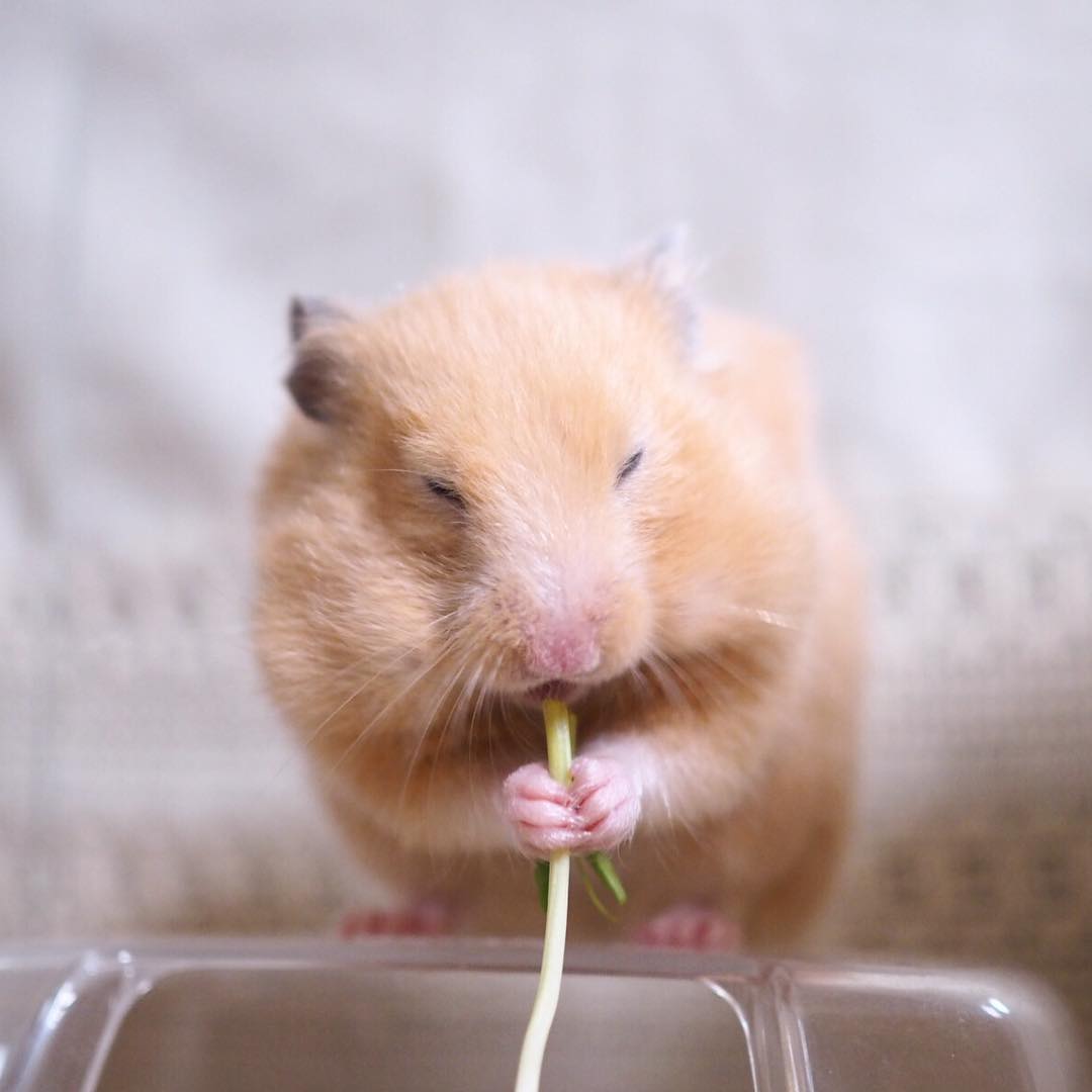 仓鼠挑食食欲不振给它吃什么,仓鼠挑食几招能让仓鼠乖乖吃饭