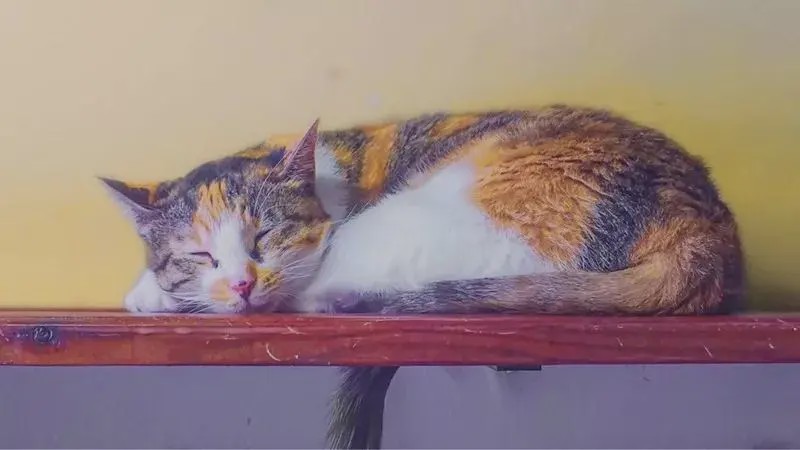 南京可口可乐、广西米粉博物馆...人类还有什么想不到的?