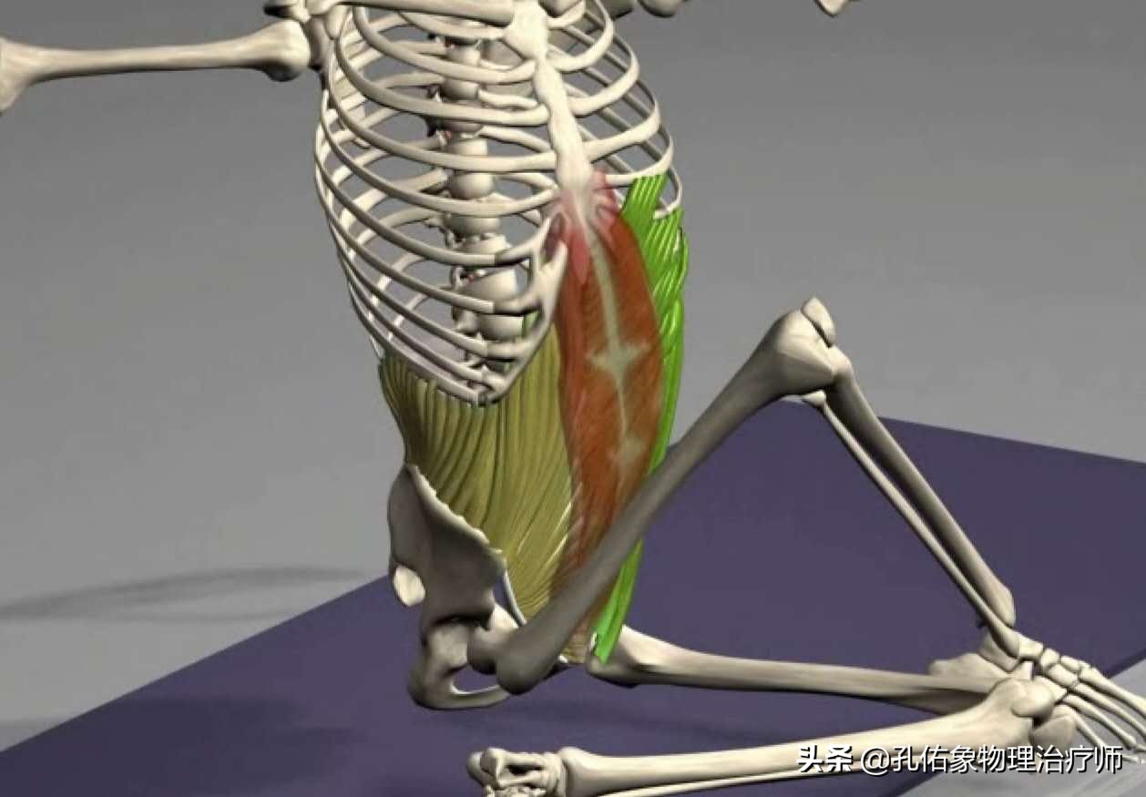 为什么弯腰之后就起不来,为什么弯腰起来特别不舒服