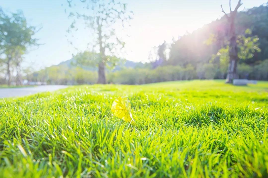 描写春的最美唐诗十首,唐诗中的春天经典诵读