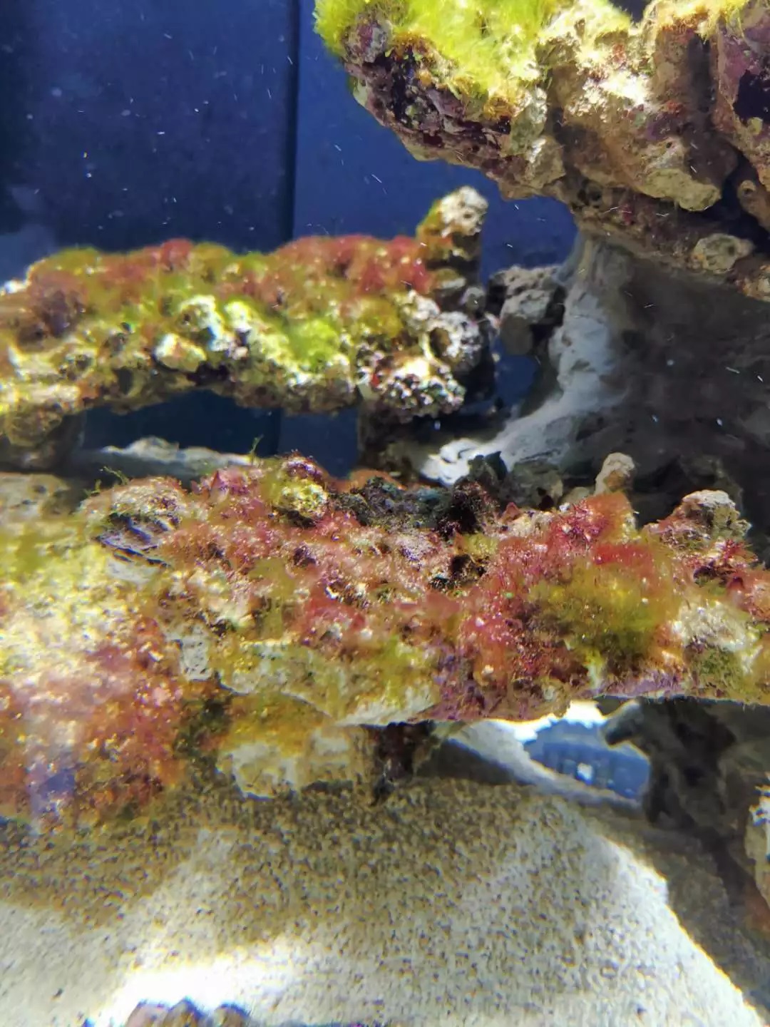 海水鱼缸如何降氨氮最好,海水鱼缸怎么区别营养盐高低