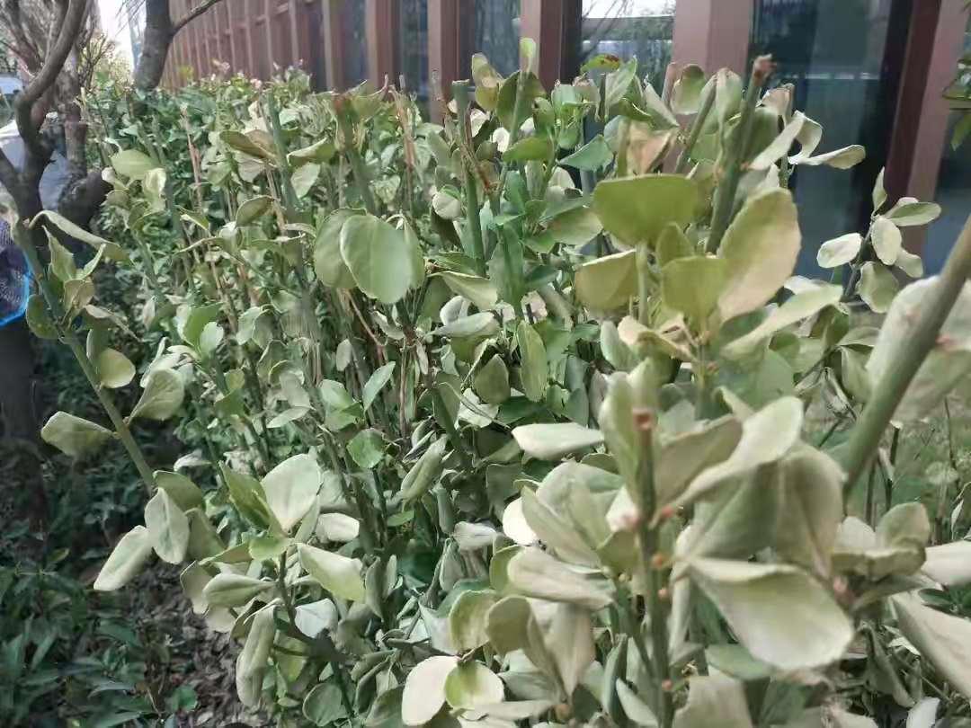 大叶黄杨黄叶病,大叶黄杨修剪过后叶片有枯斑
