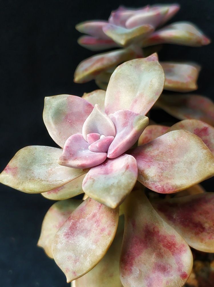 记录多肉长大的全过程,记录所有多肉成长过程