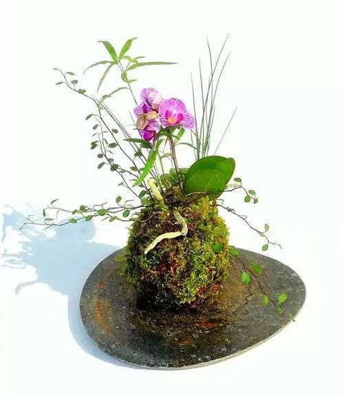 苔藓为什么变黄了,关于苔藓我还想知道什么