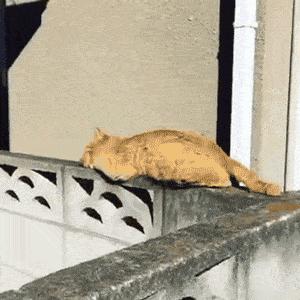 猫圈一定是魔咒吗,猫圈玄学黑猫