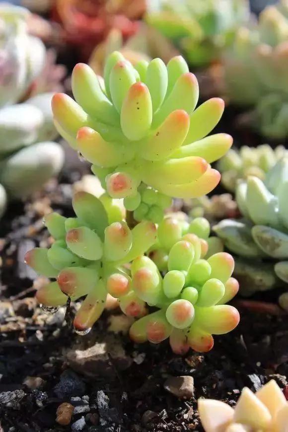 容易爆盆又好养的多肉你值得拥有,容易养好养活而且便宜的多肉