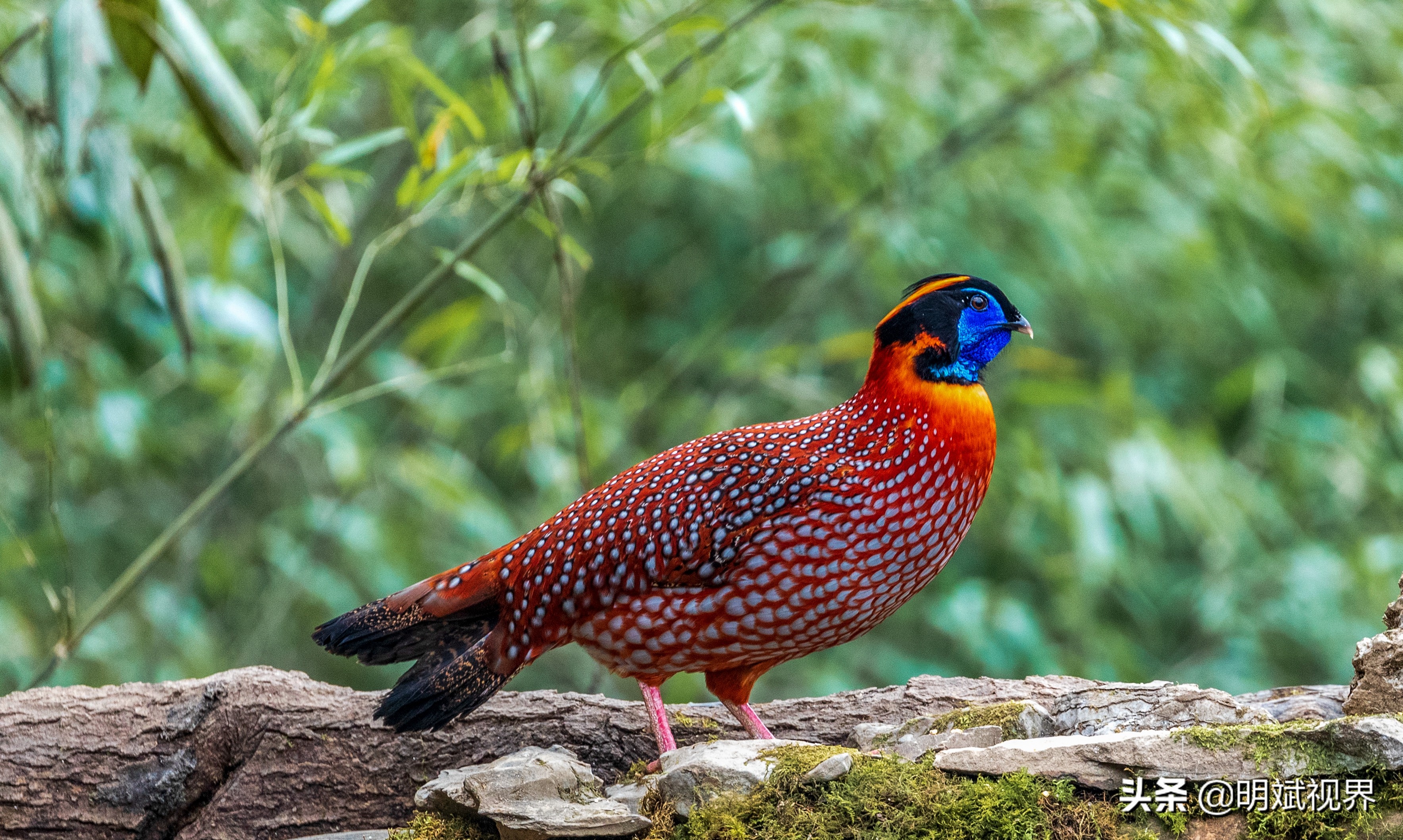 南川红腹角雉图片,重庆南川红腹角雉拍摄点