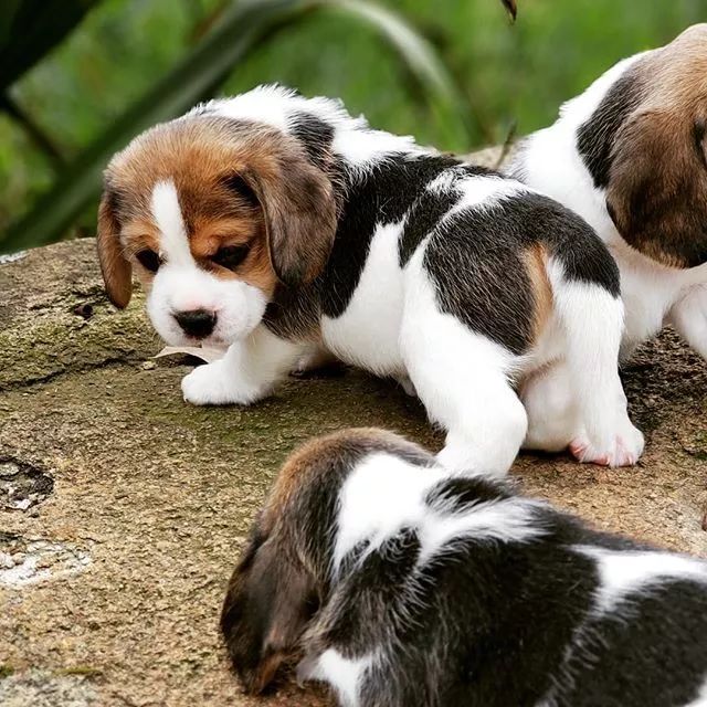 超级可爱呆萌的小奶狗,全种类小奶狗超萌合集