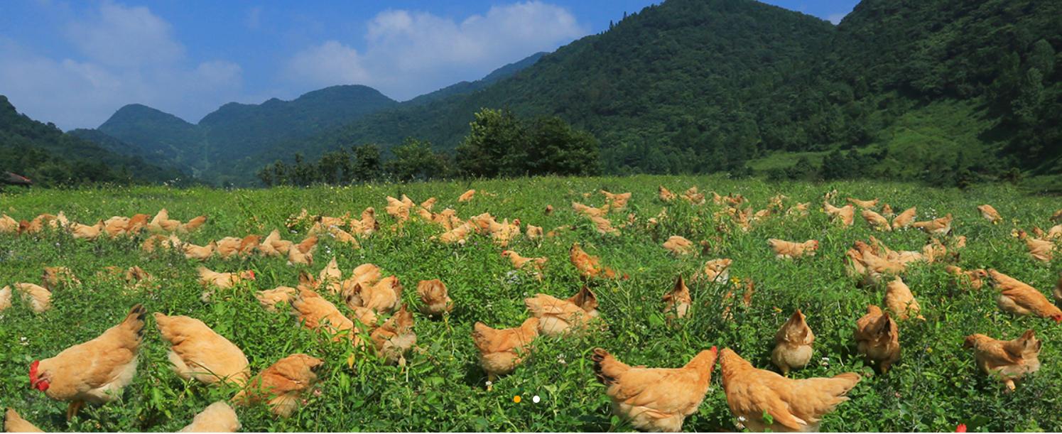第十届质量榜样·传媒大奖圆满收官湘佳牧业荣获2020年度消费者喜爱品牌