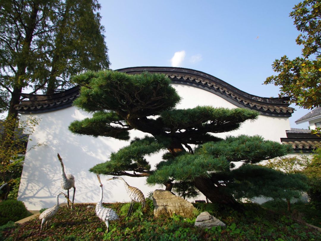 上海盆景博物馆:咫尺天地竟蕴含了整个植物宇宙