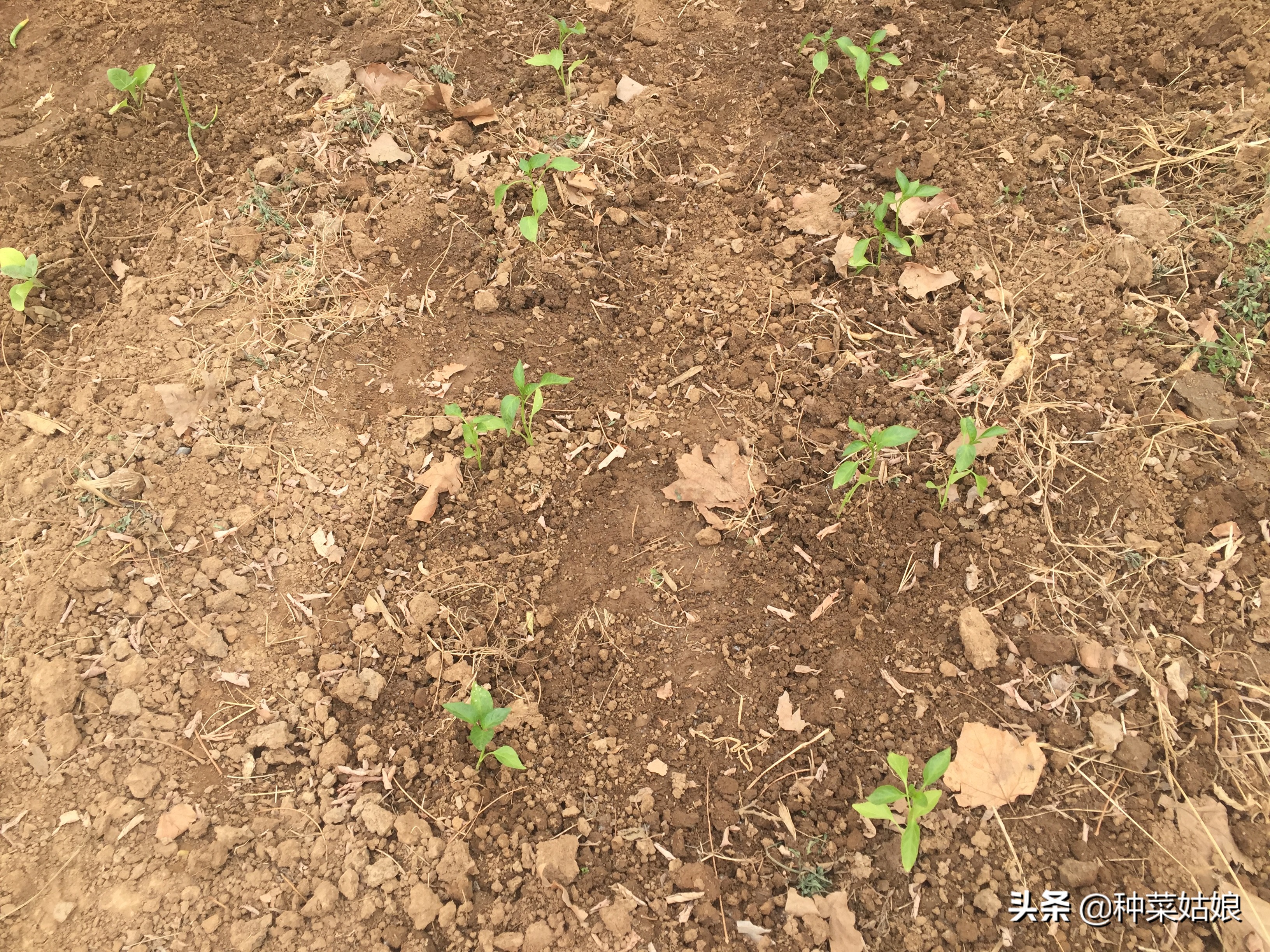 春季适合播种的蔬菜种子,春季蔬菜种子播种时间一览表