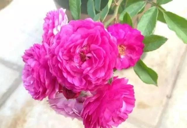 每天学习一点点花卉,100种常见玫瑰品种