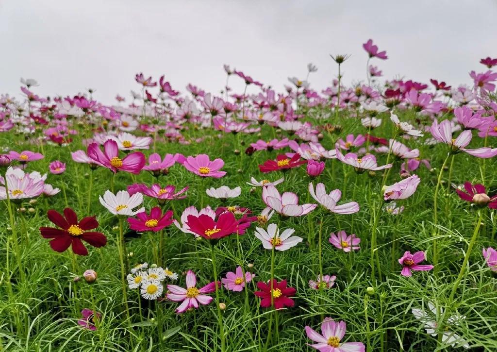 百亩花海竞相开放视频,余杭径山花海
