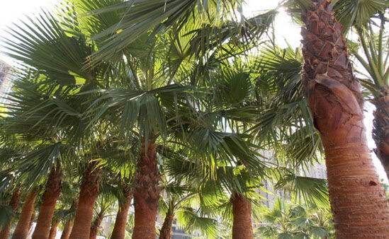 棕垫的鉴别,棕垫介绍