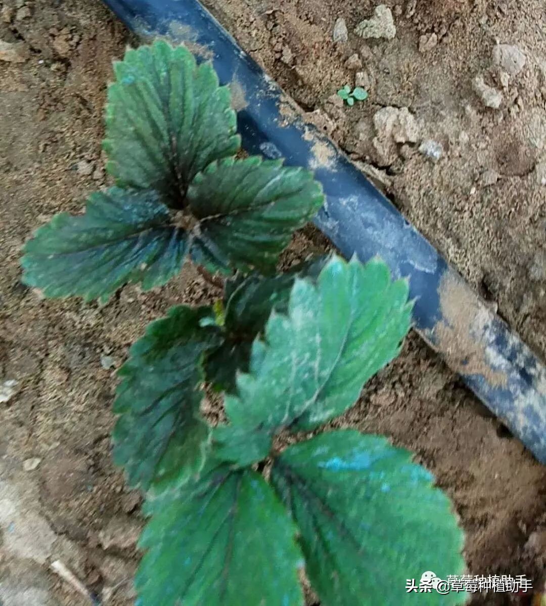 草莓被蓟马危害后怎么恢复生长,草莓防治蓟马最有效的方法