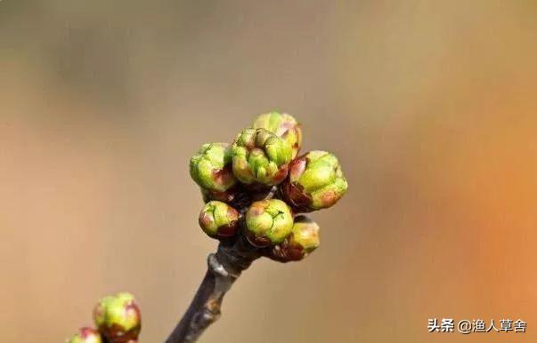 温室大棚种植大樱桃管理技术,温室大棚美早大樱桃树修剪方法