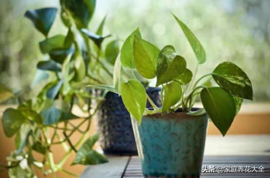 绿萝水培不烂根黄叶,水培绿萝叶子发黄最简单处理方法