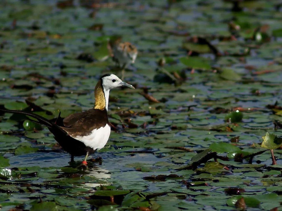 你吃的菱，是2角、4角还是0角？