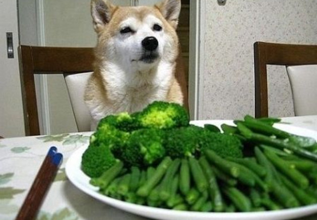 怎么喂食才能保证狗狗健康,狗狗怎么合理喂食和注意事项