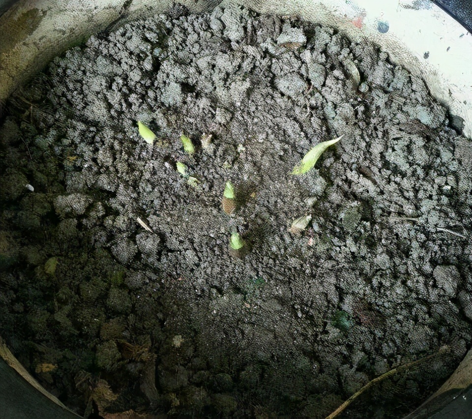 5种花随便养都能活,5种花叶子不能喷水一喷就全烂了