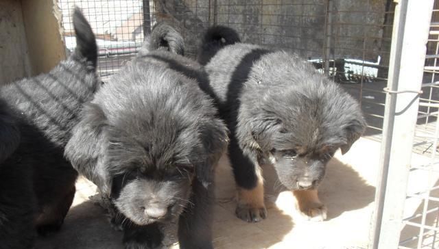 藏獒和黑狼杂交后代能不能长大,藏獒与狼结合的关系