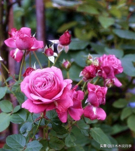 阳台最好养的月季品种推荐,四季开花最好养最好看的月季