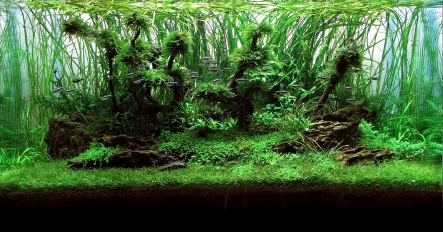 三角形构图水族造景,水族造景构图黄金比例