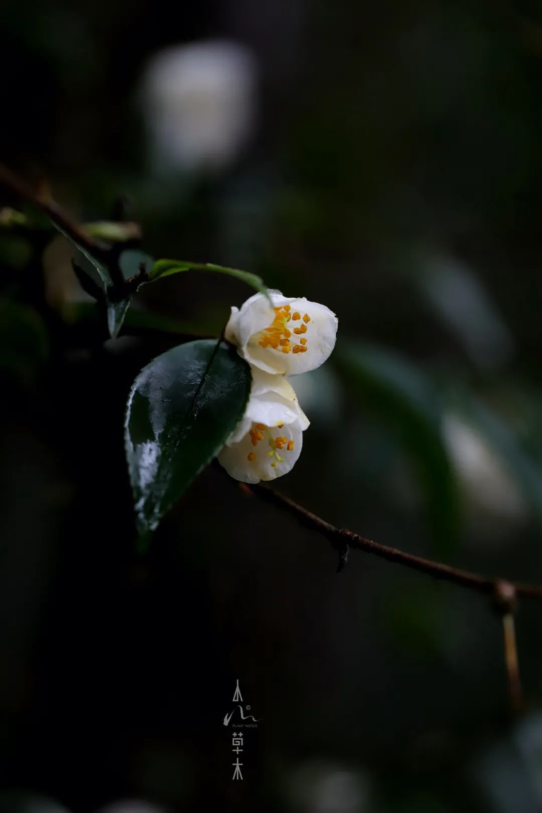 四明山龙观山,四明山国家森林公园樱花