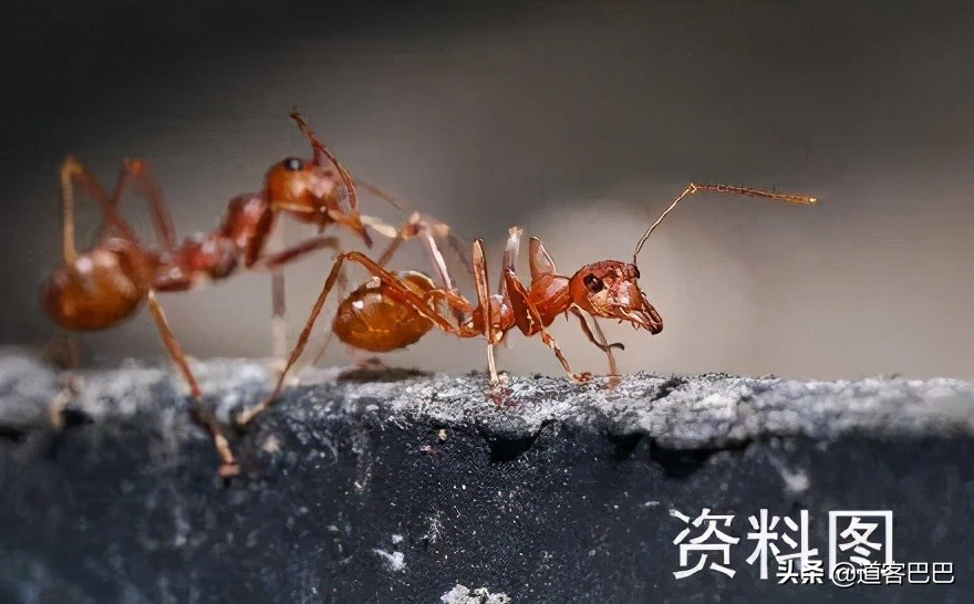 红火蚁怎么防治有效,红火蚁的危害和防治方法