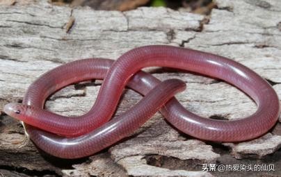 爬行动物蛇蜥,蝮蛇稀有爬行动物