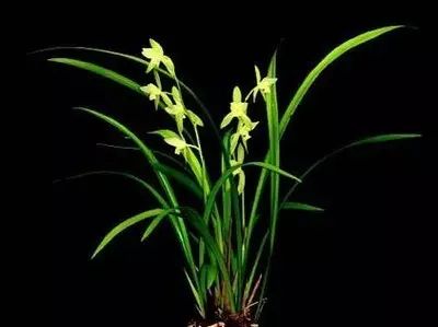 兰花常见病虫害的防治与分享,兰花的病虫害怎么处理最好