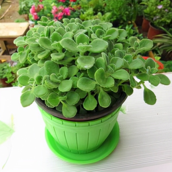 适合邻居养的十种花,养这7种花大人小孩都能养好