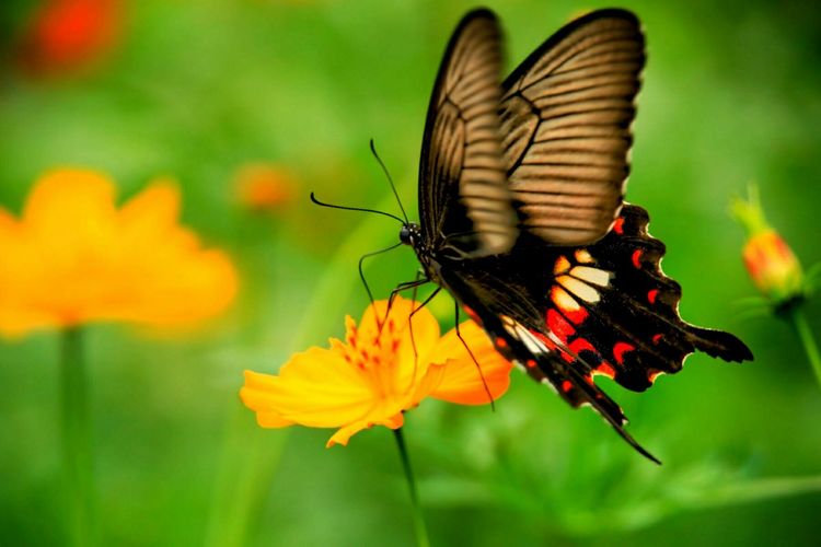 原创蝴蝶恋花,蝶恋花蝴蝶原唱