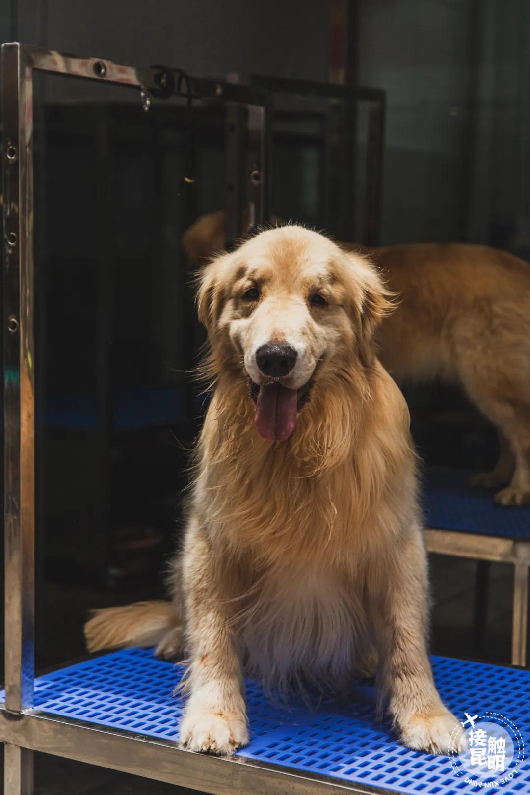 逛逛园博花鸟市场,园博花鸟市场攻略