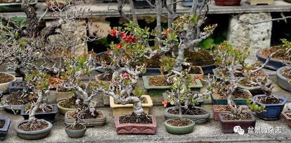 开盆景园是否赚钱,开一个盆景店赚钱吗现在