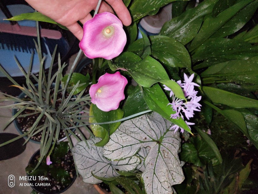 马蹄莲室内可以种吗,马蹄莲有多少种类型