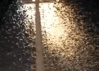 家中蟑螂怎么消灭最彻底,灭蟑王药是怎样消灭蟑螂的