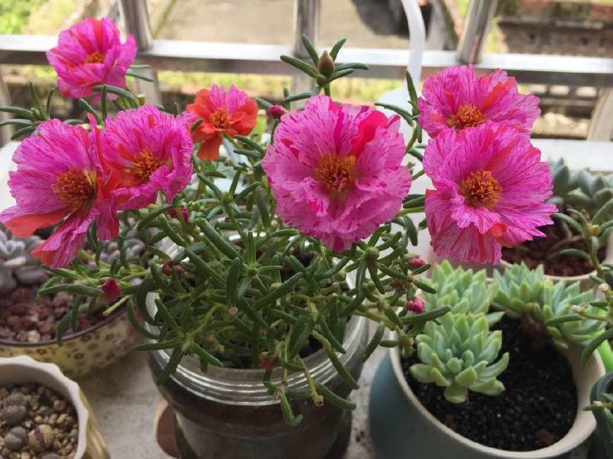 这些花“好看又好养”，不怕高温不怕晒，适合新手夏天养