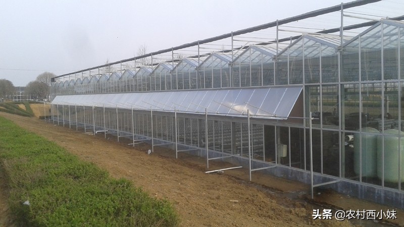 温室大棚种植规模化，四种大棚的优缺点，你应该知道