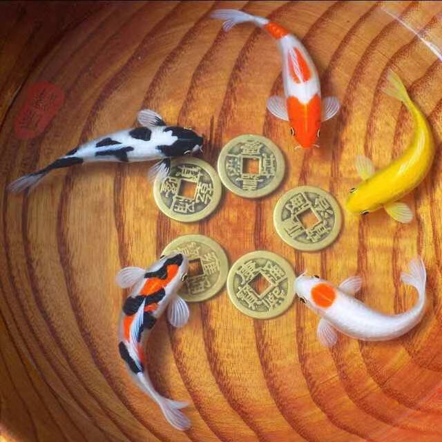 鱼缸养锦鲤鱼技术大全,缸养小锦鲤鱼的基本方法