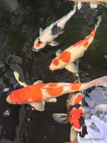 治疗锦鲤鱼病鱼药大全,锦鲤疑难杂症的治疗