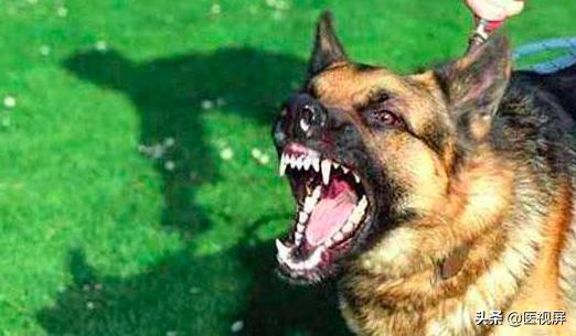 养宠物的人注意了，猫狗咬伤的正确处理姿势！