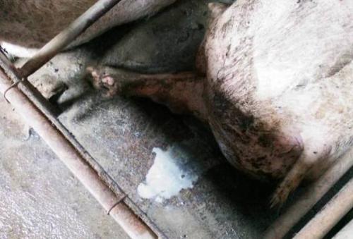 母猪子宫内膜炎的治疗原则,如何治疗母猪子宫内膜炎