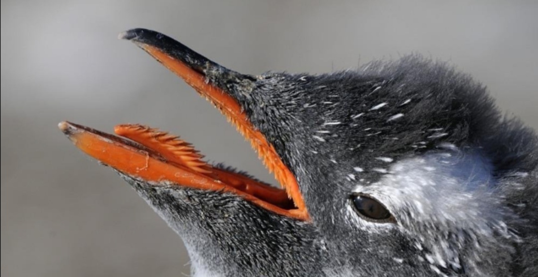 狮子和老虎谁厉害动物冷知识,动物冷知识合集